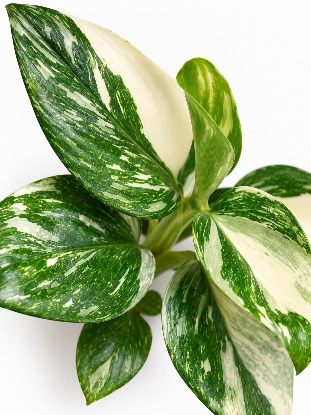 Monstera Standleyana Albo Marble Variegated cutting photo 2