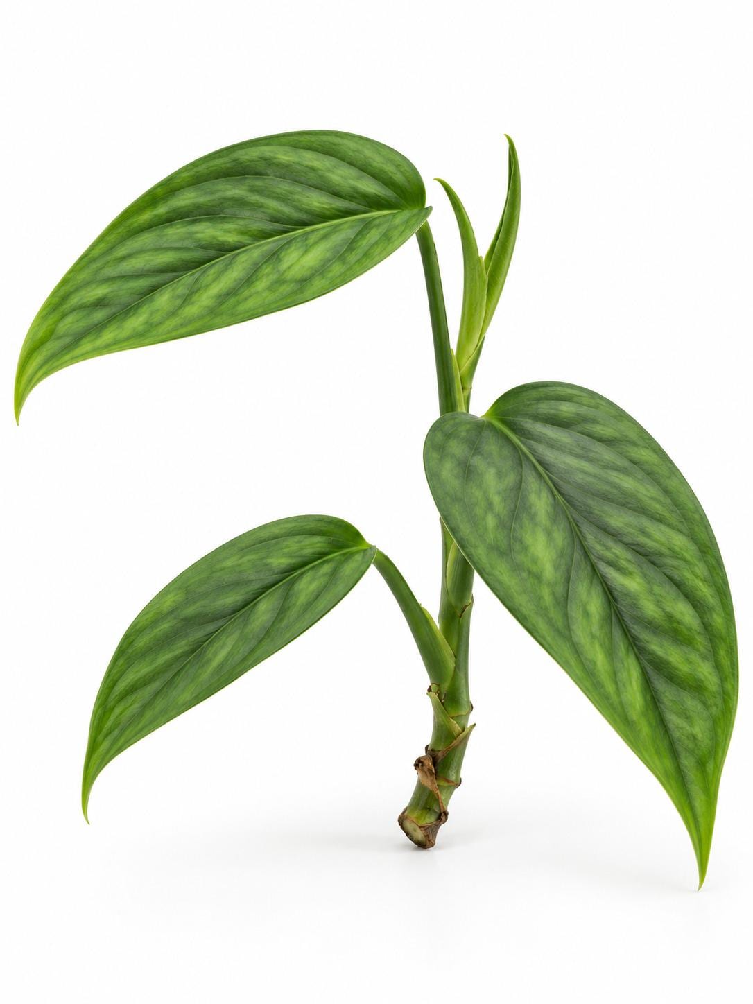 Monstera Obliqua Columbia cutting