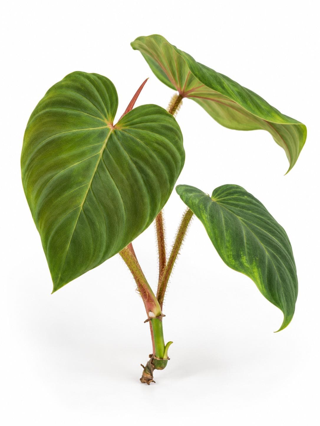 Philodendron Verrucosum Titanium cutting