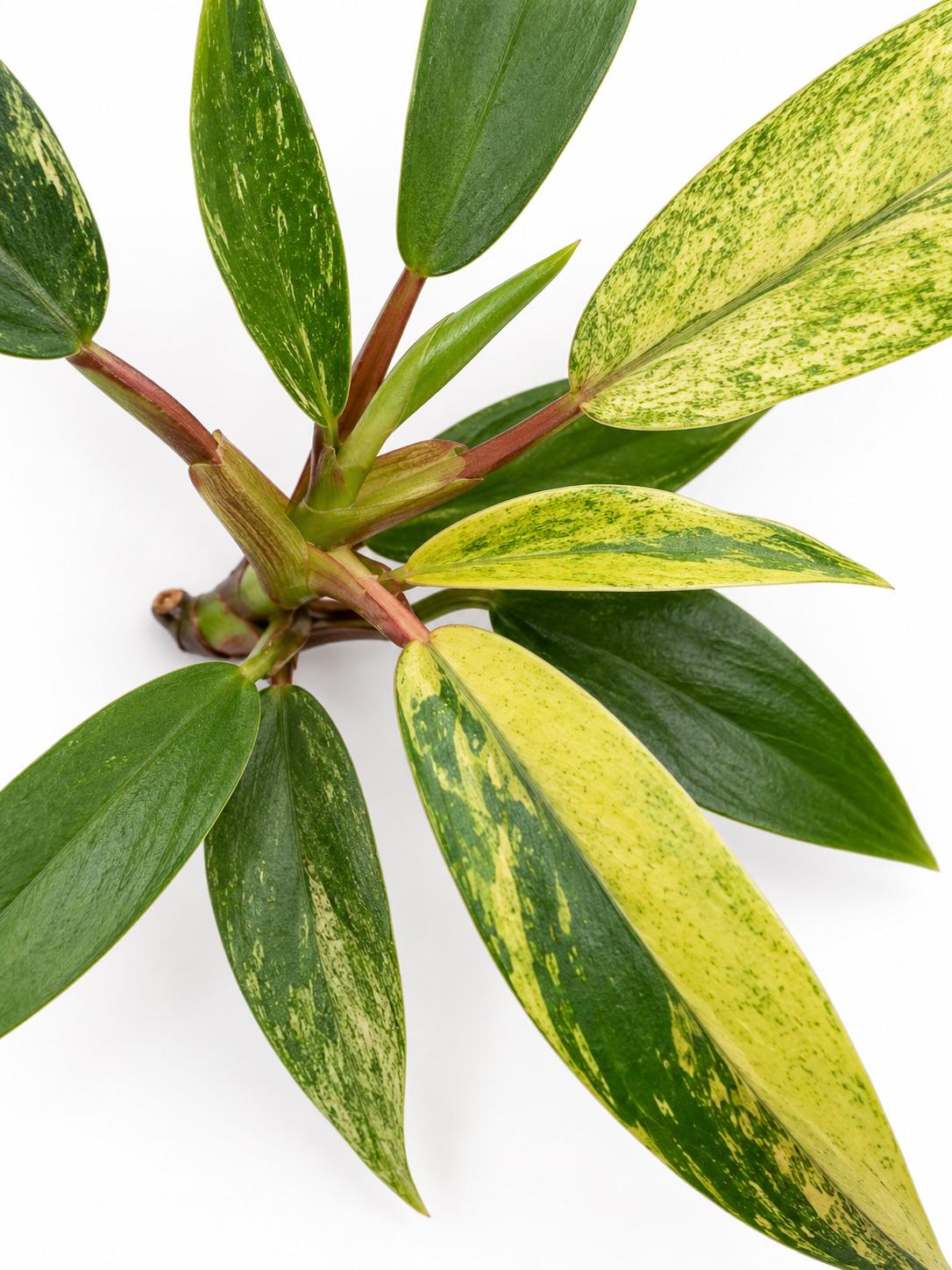 Philodendron Joepii Variegated cutting photo 2