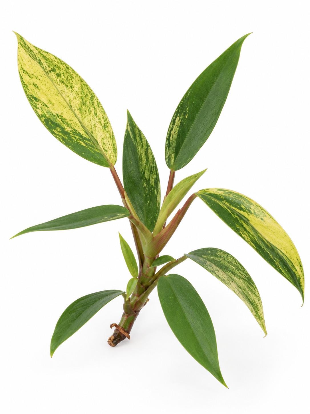 Philodendron Joepii Variegated cutting