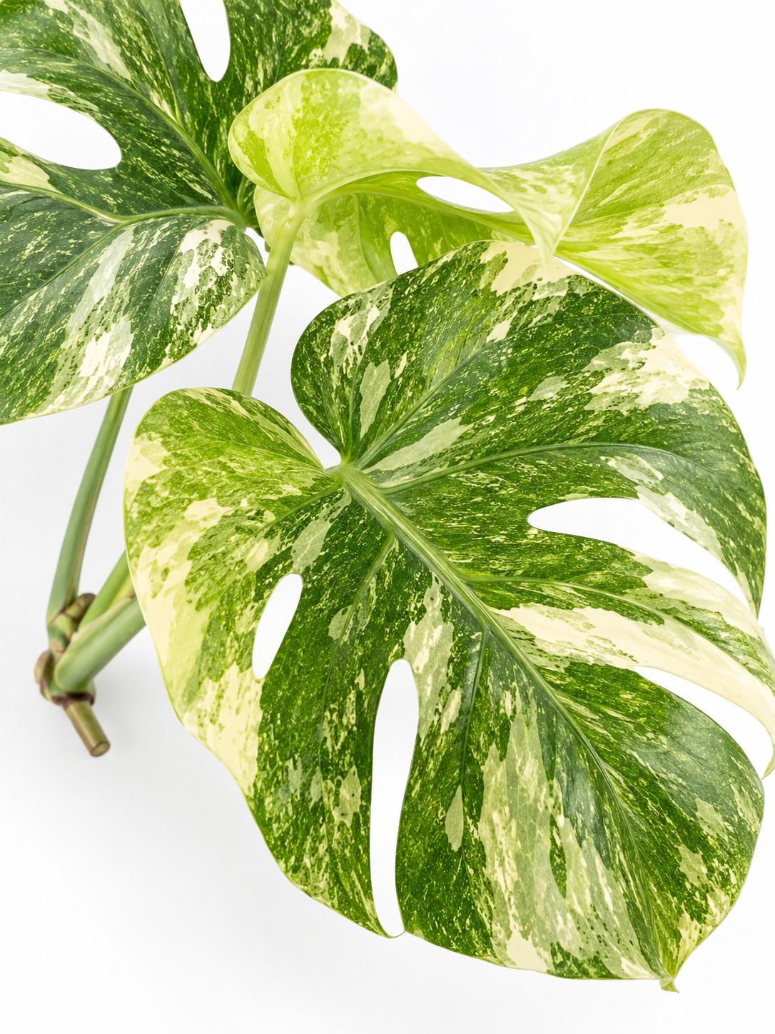 Monstera Deliciosa Green Snow cutting photo 2