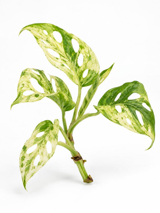 Monstera Adansonii Mottled Mint Cutting – rare plant for sale