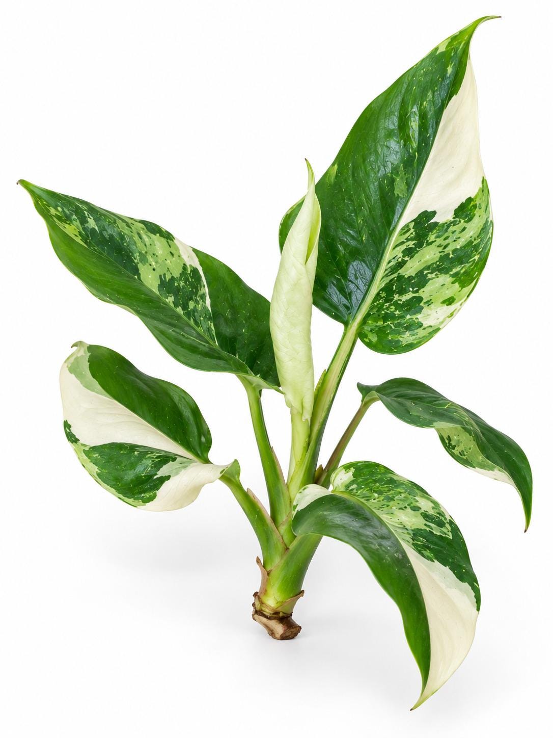 Schismatoglottis Albo Variegated cutting