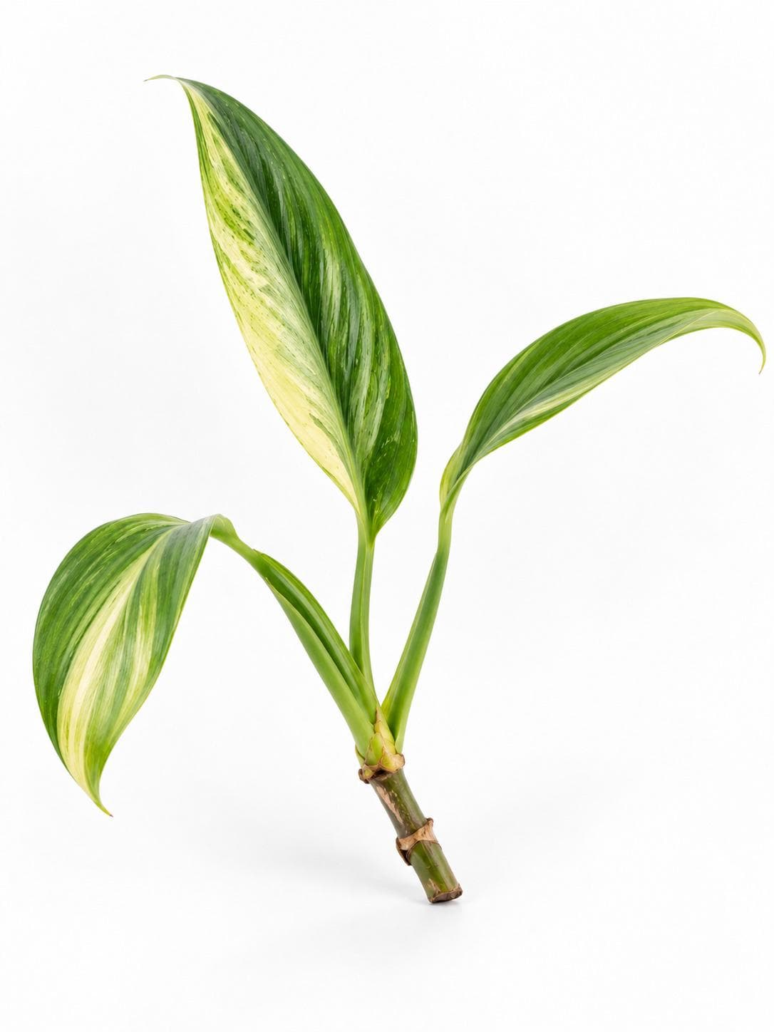 Epipremnum Amplissimum Mint Variegated cutting