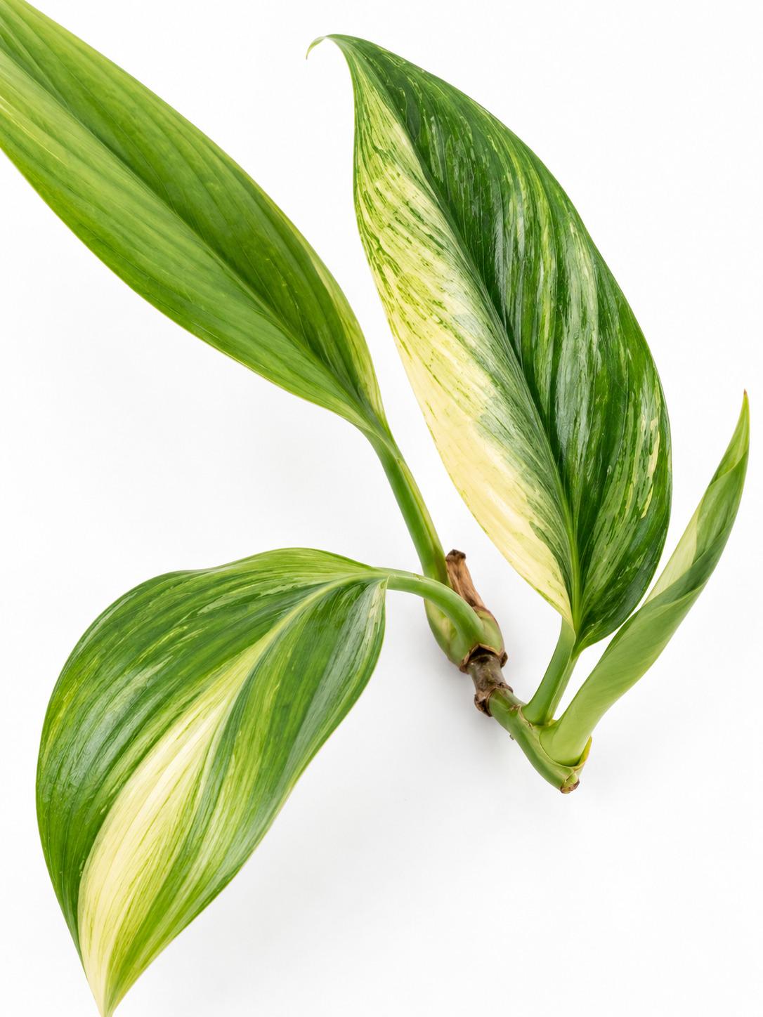 Epipremnum Amplissimum Mint Variegated cutting photo 2