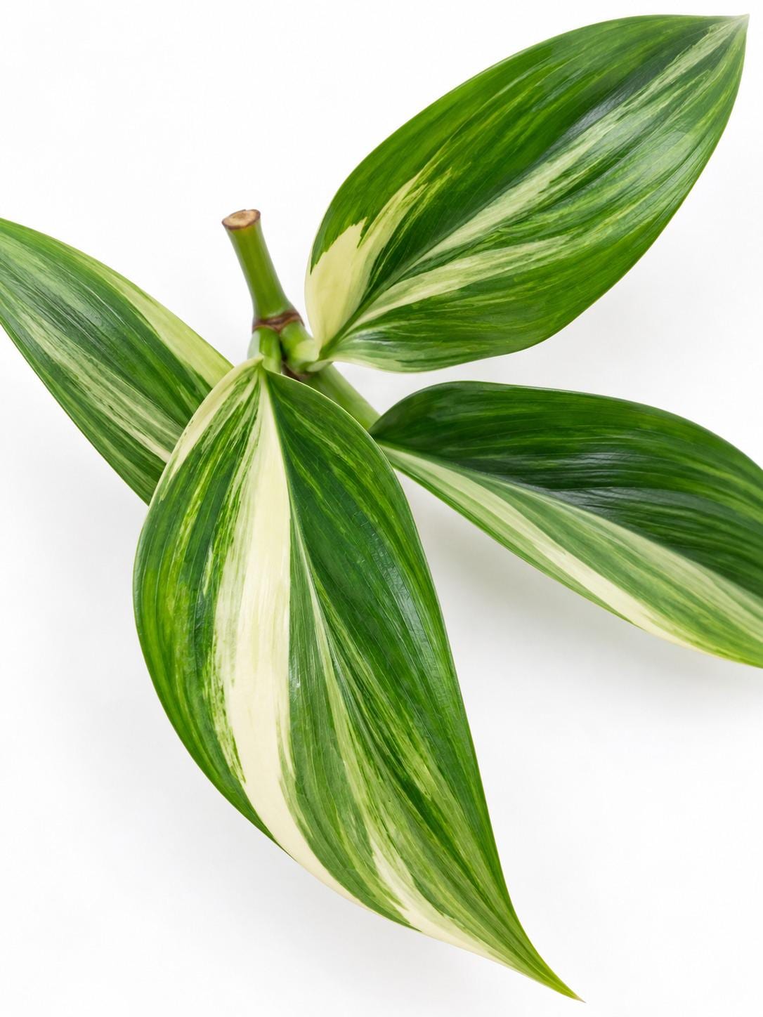 Epipremnum Amplissimum Albo Variegated cutting photo 2