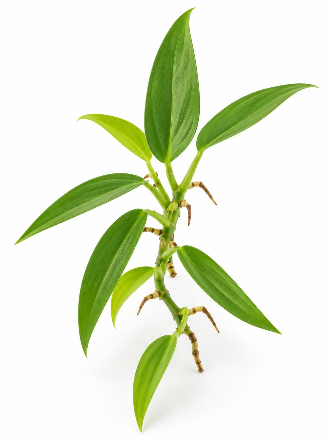 Pothos Scandens cutting