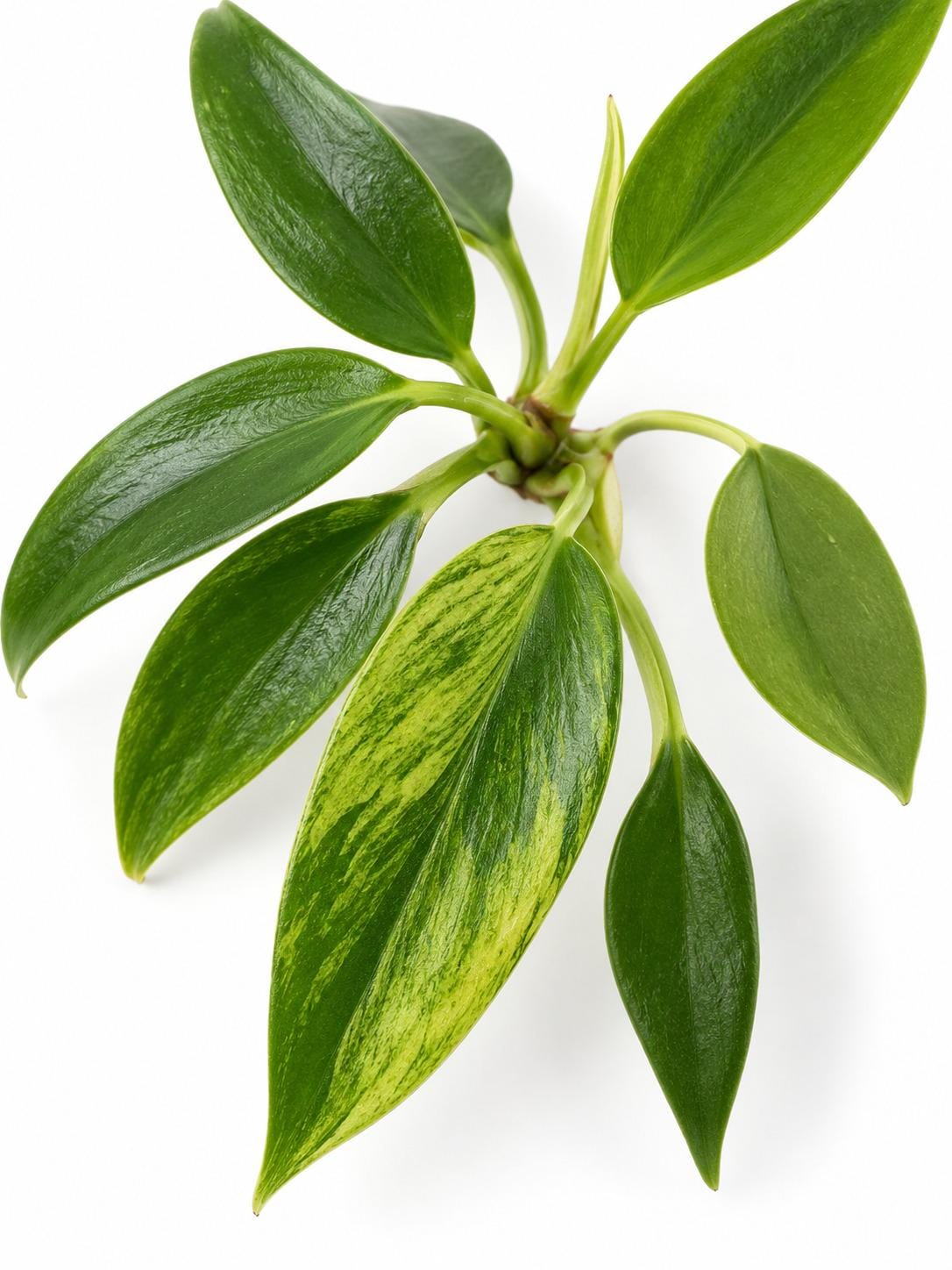 Philodendron Joepii Variegated Low Color cutting photo 2