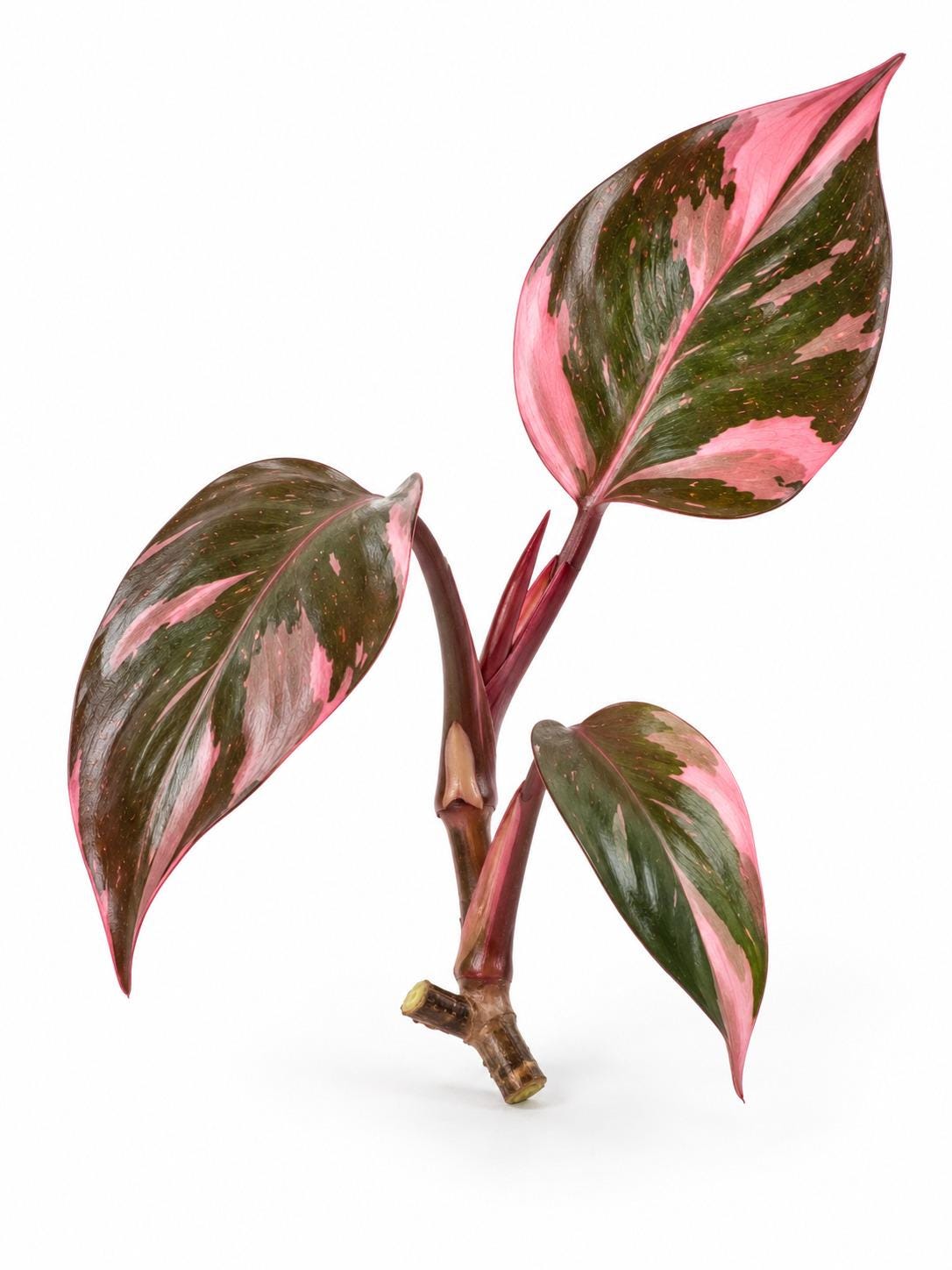 Philodendron Pink Princess Variegated Legacy cutting