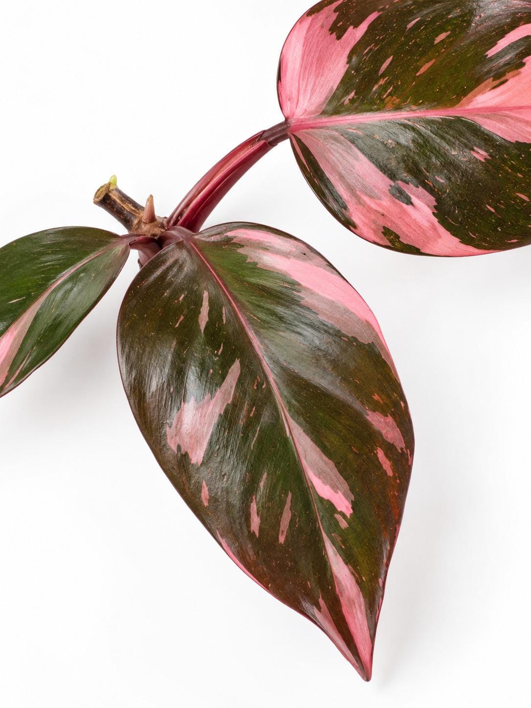Philodendron Pink Princess Variegated Legacy cutting photo 2