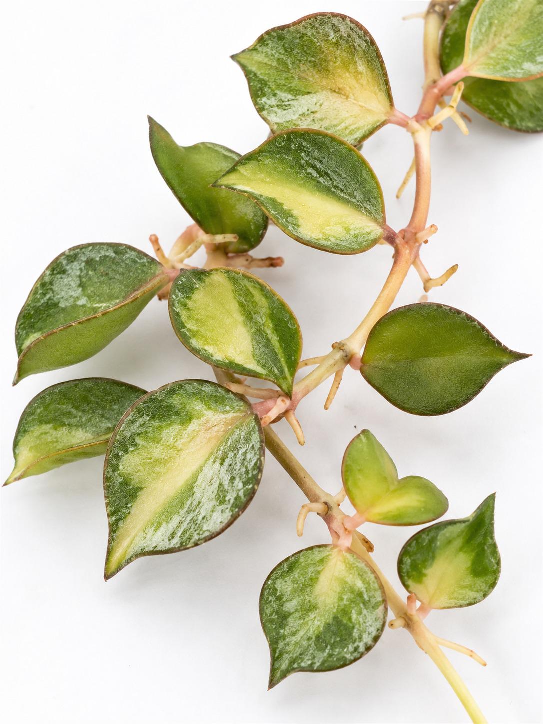Hoya Curtisii Inner Variegated cutting photo 2