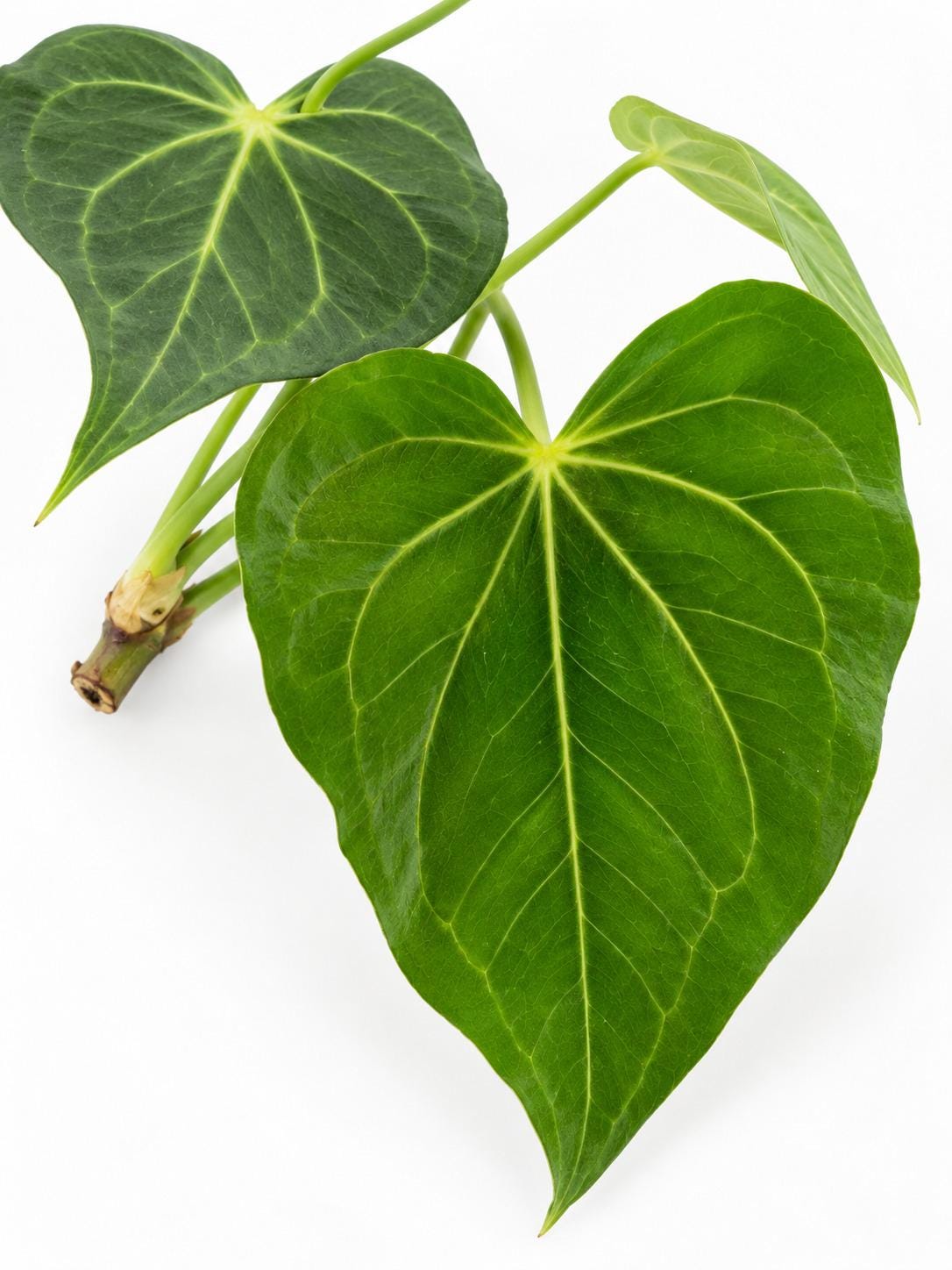 Anthurium Clarinervium x Pedatoradiatum cutting photo 2
