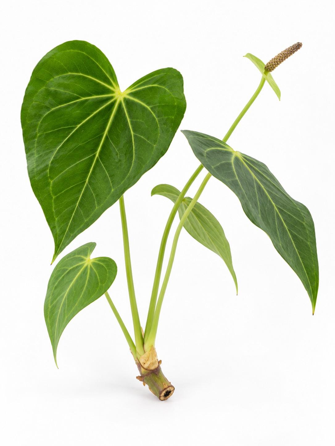 Anthurium Clarinervium x Pedatoradiatum cutting