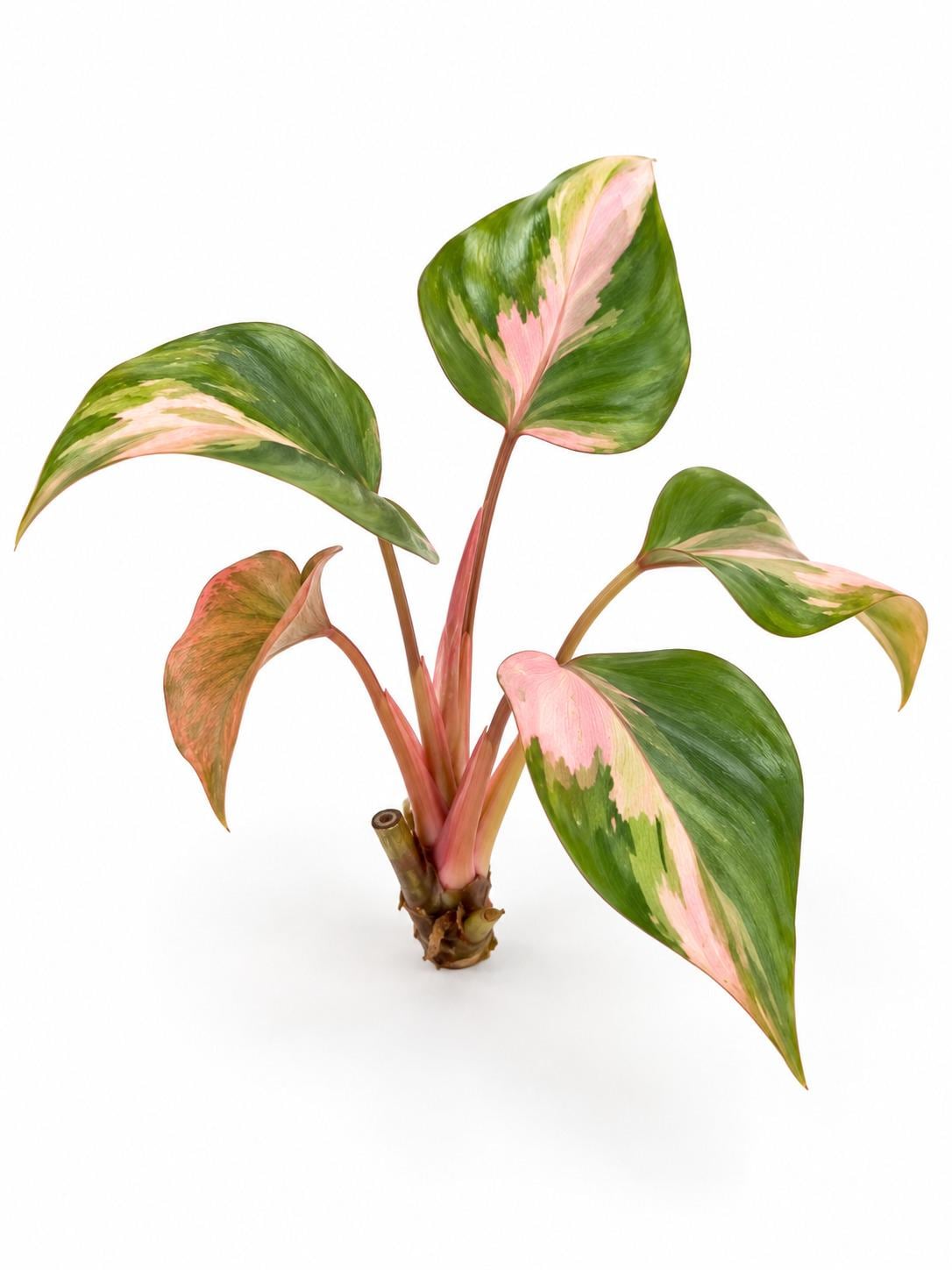 Homalomena Pink Diamond Variegated cutting
