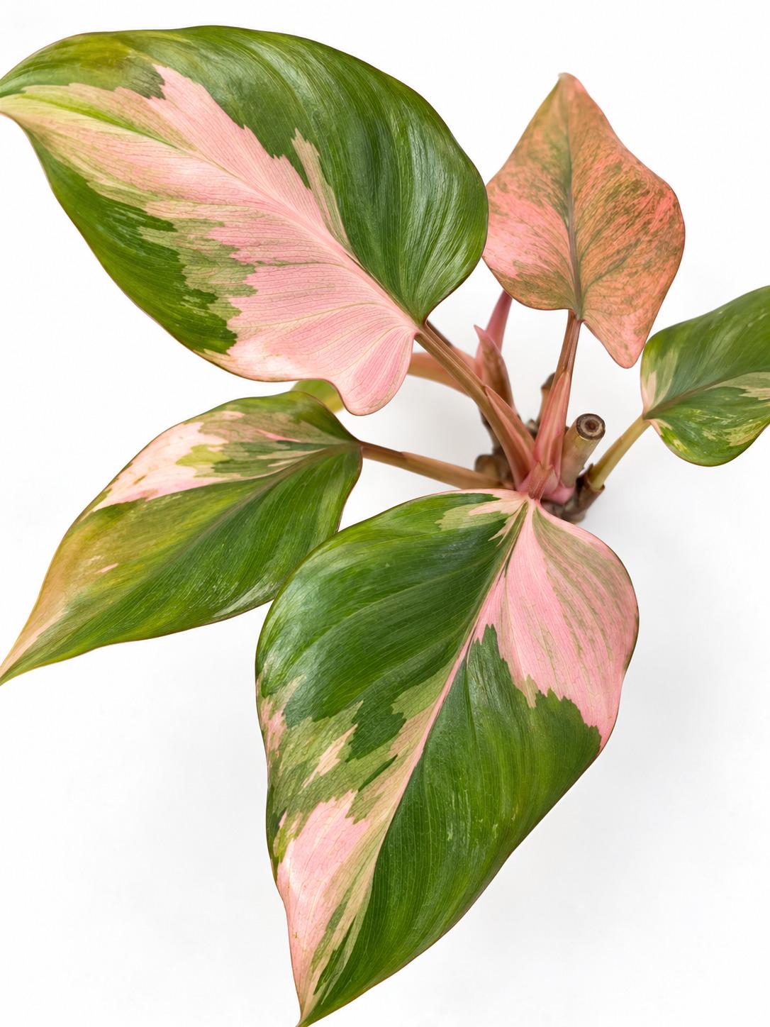 Homalomena Pink Diamond Variegated cutting photo 2