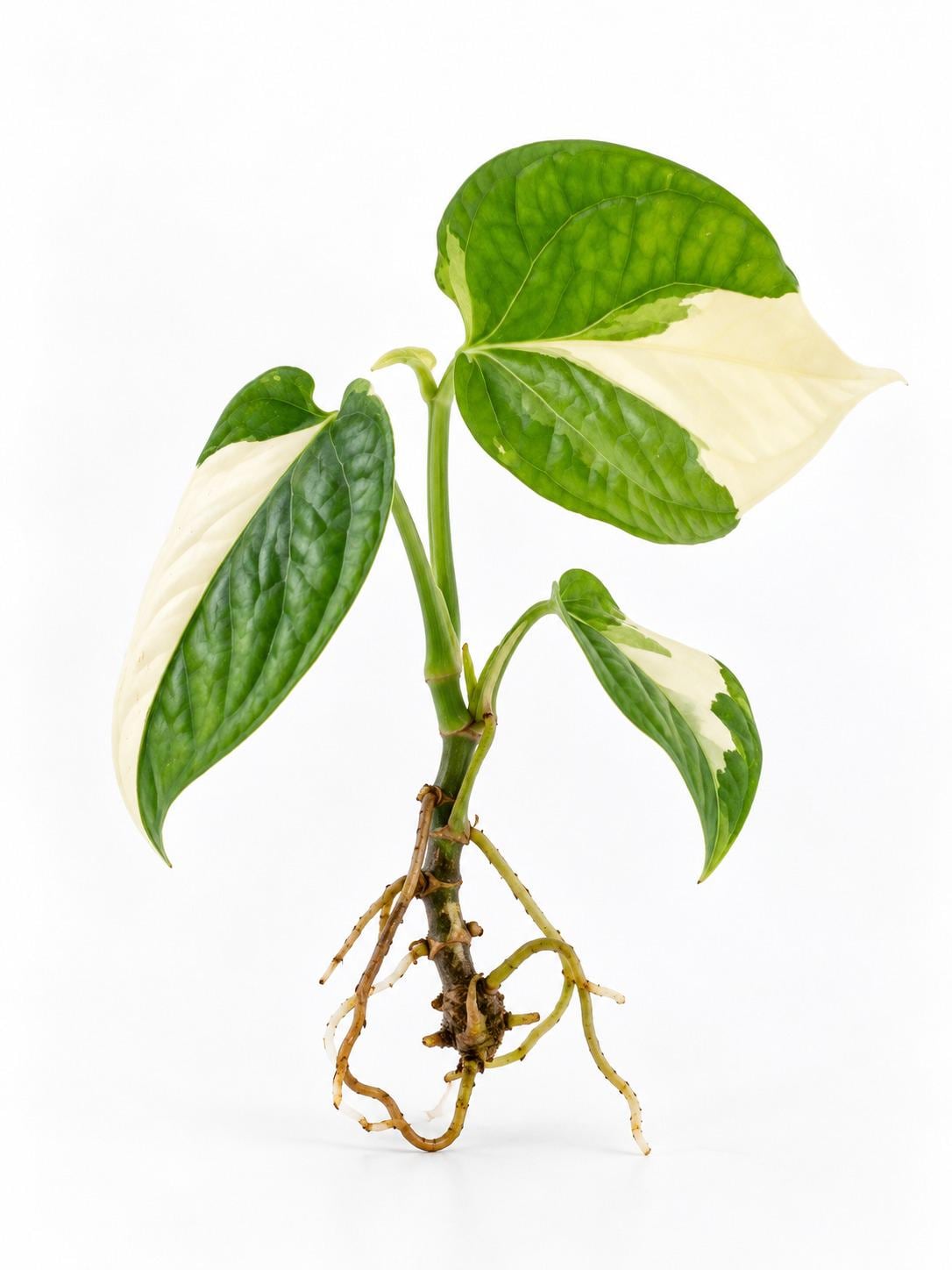 Amydrium Spiderman Albo Variegated cutting