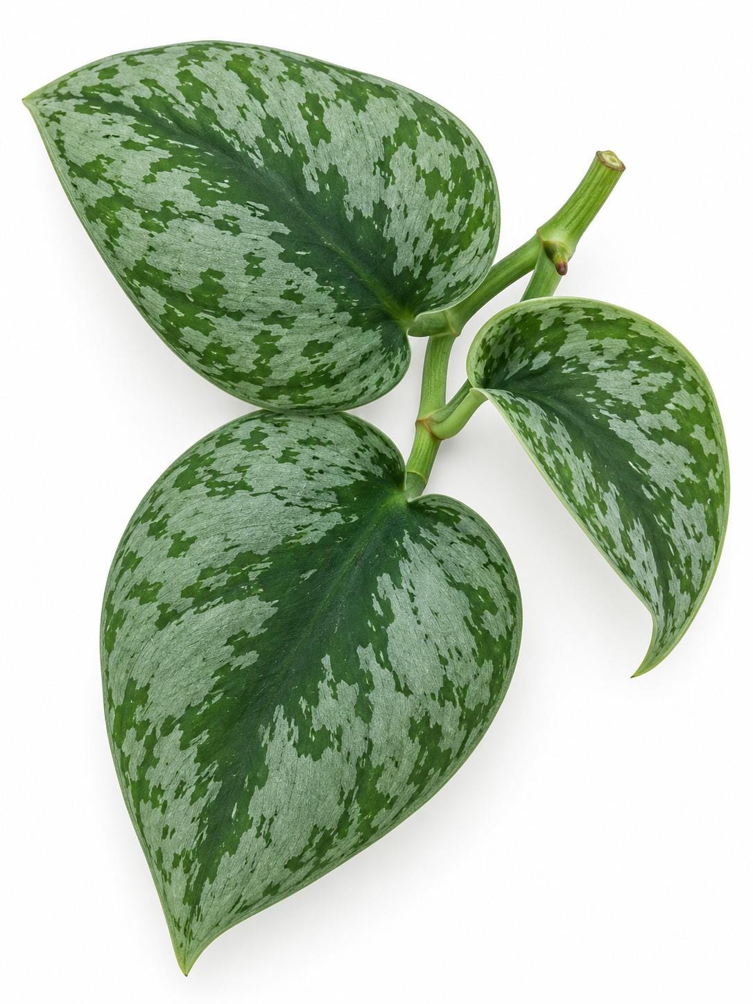 Scindapsus Trebi cutting photo 2