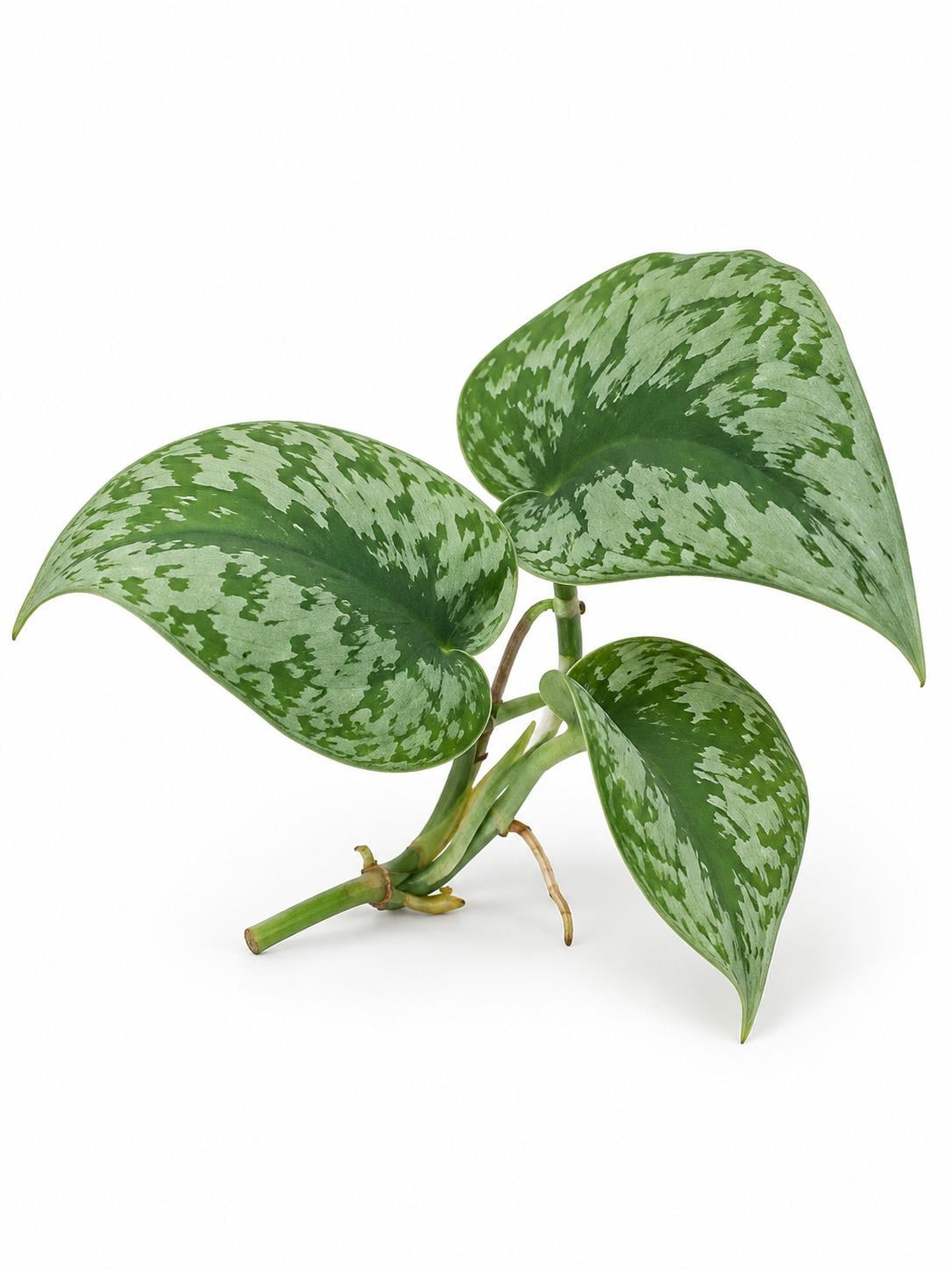 Scindapsus Trebi cutting
