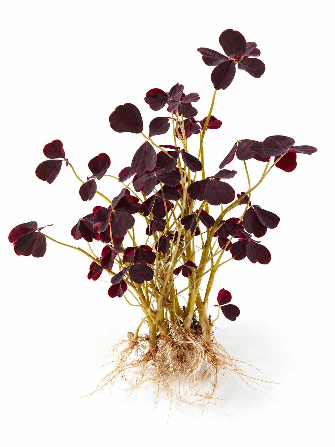 Oxalis Plum Crazy cutting