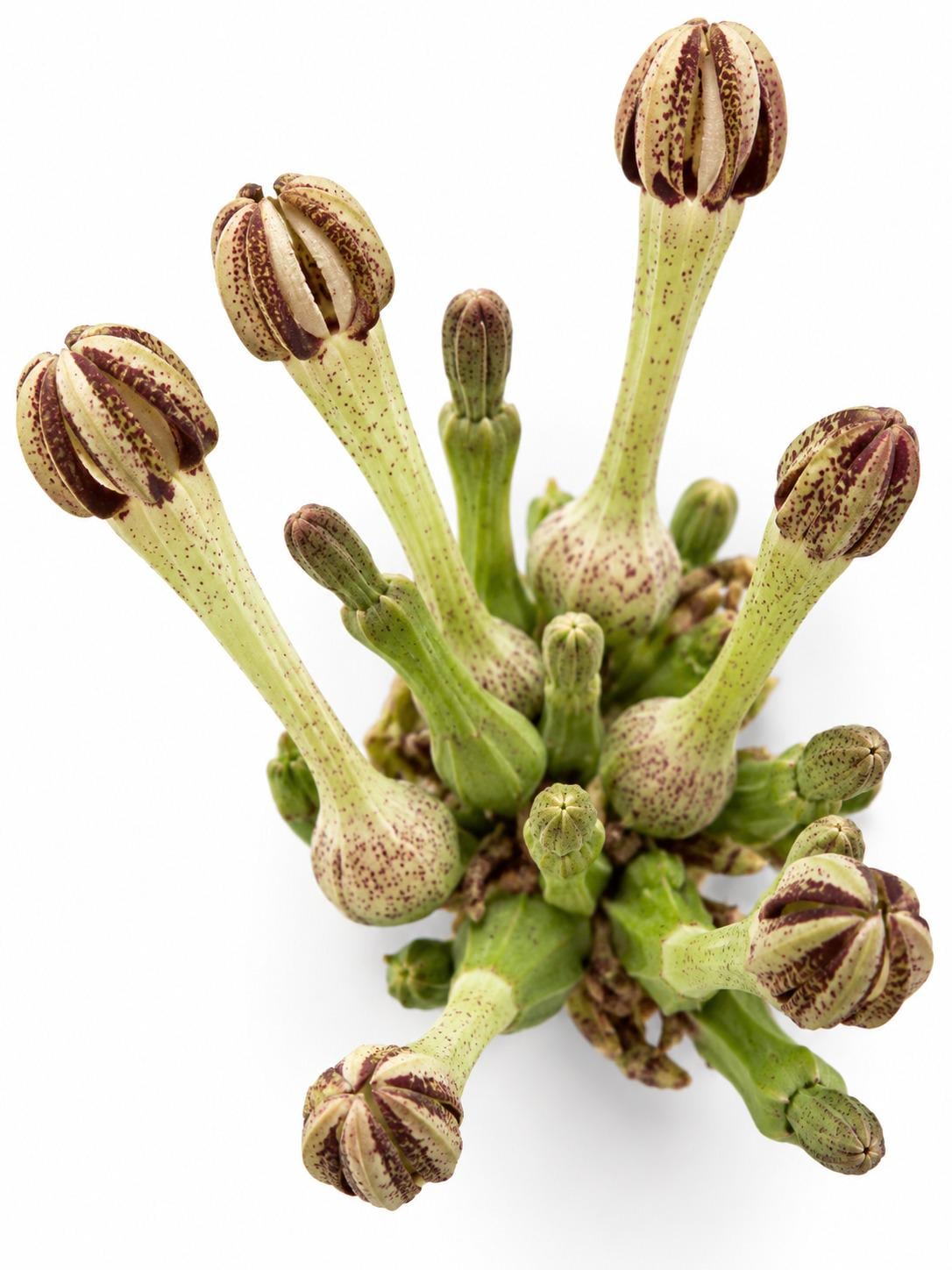Ceropegia Pachystelma cutting photo 2