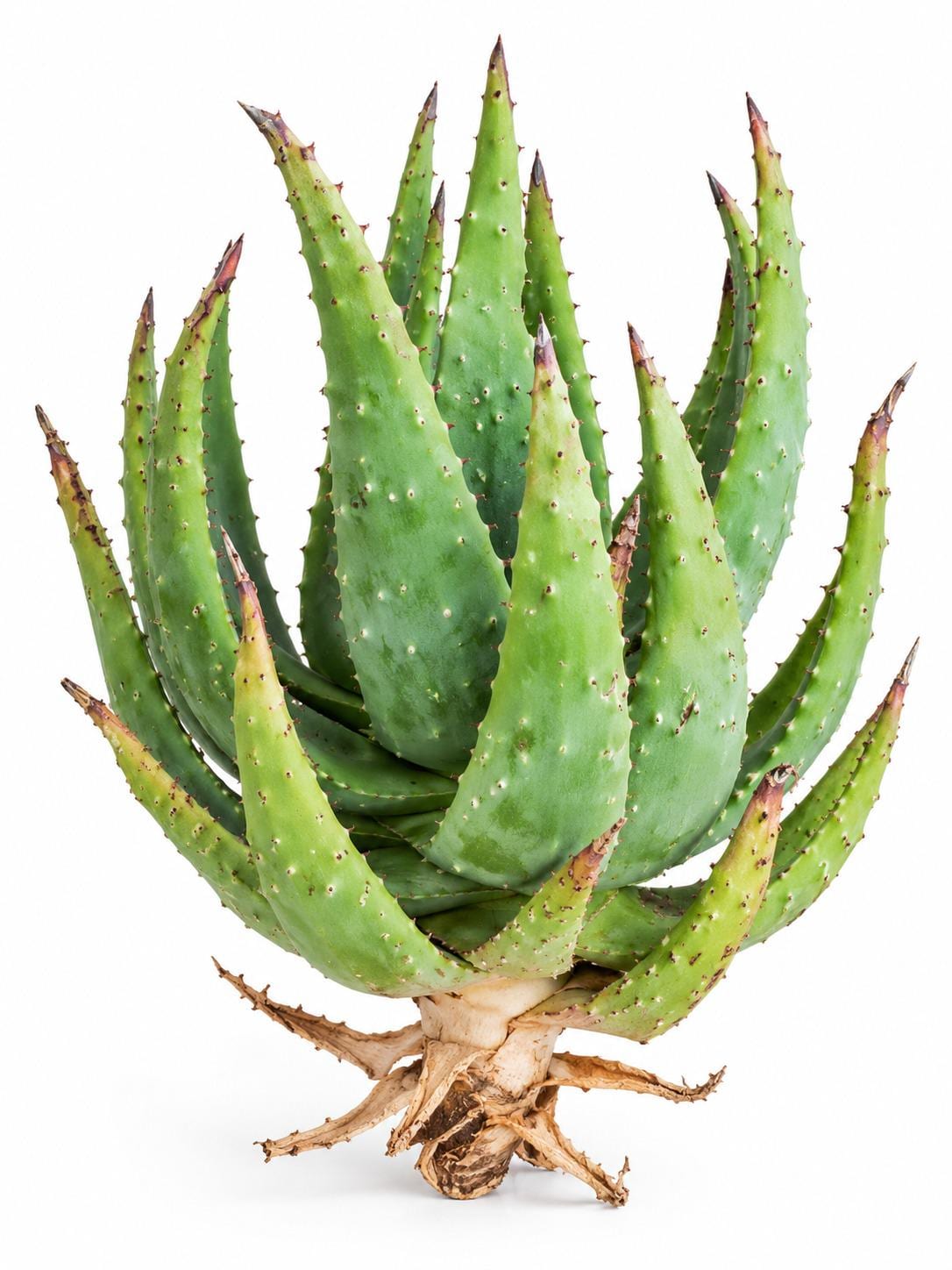 Aloe Aculeata cutting