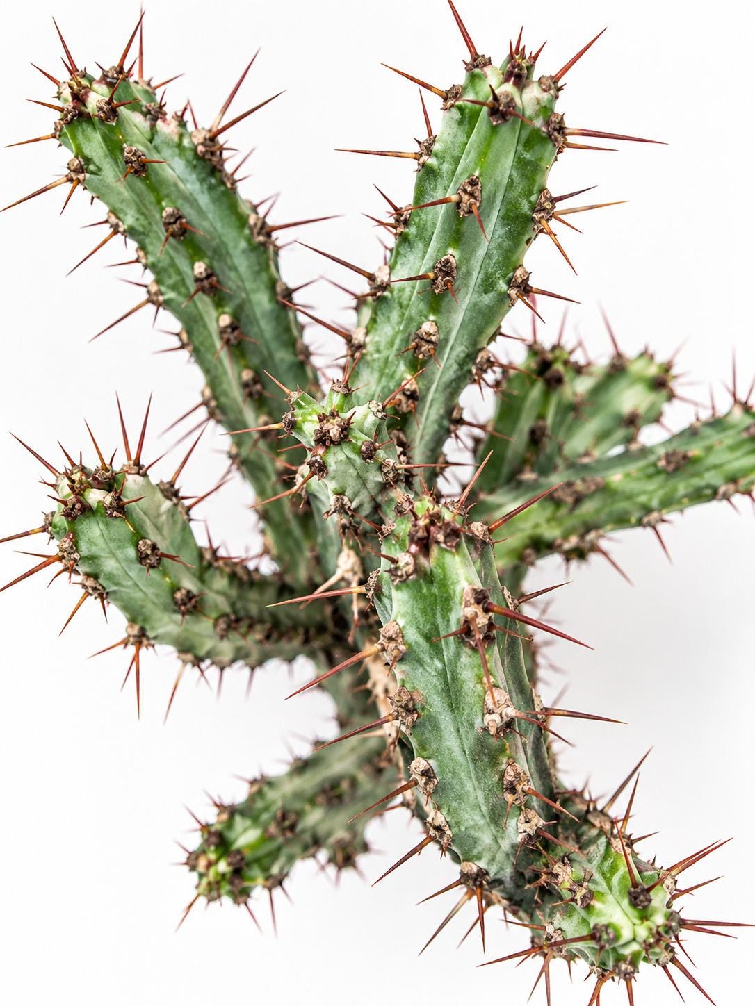 Euphorbia Louwii cutting photo 2