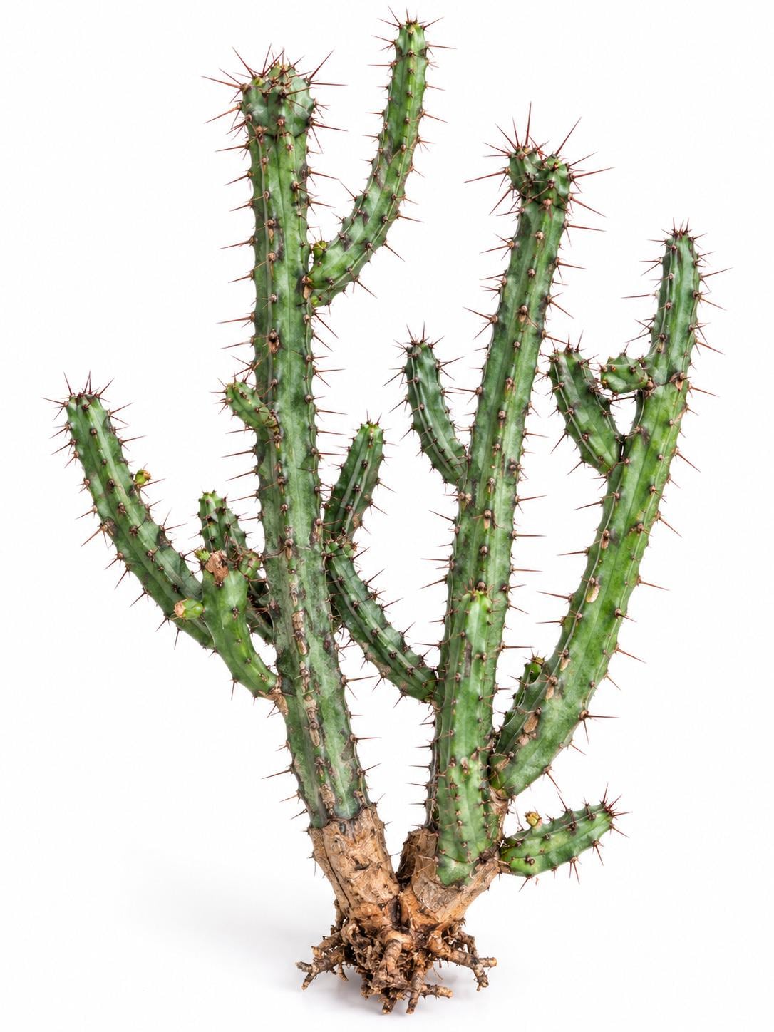 Euphorbia Louwii cutting