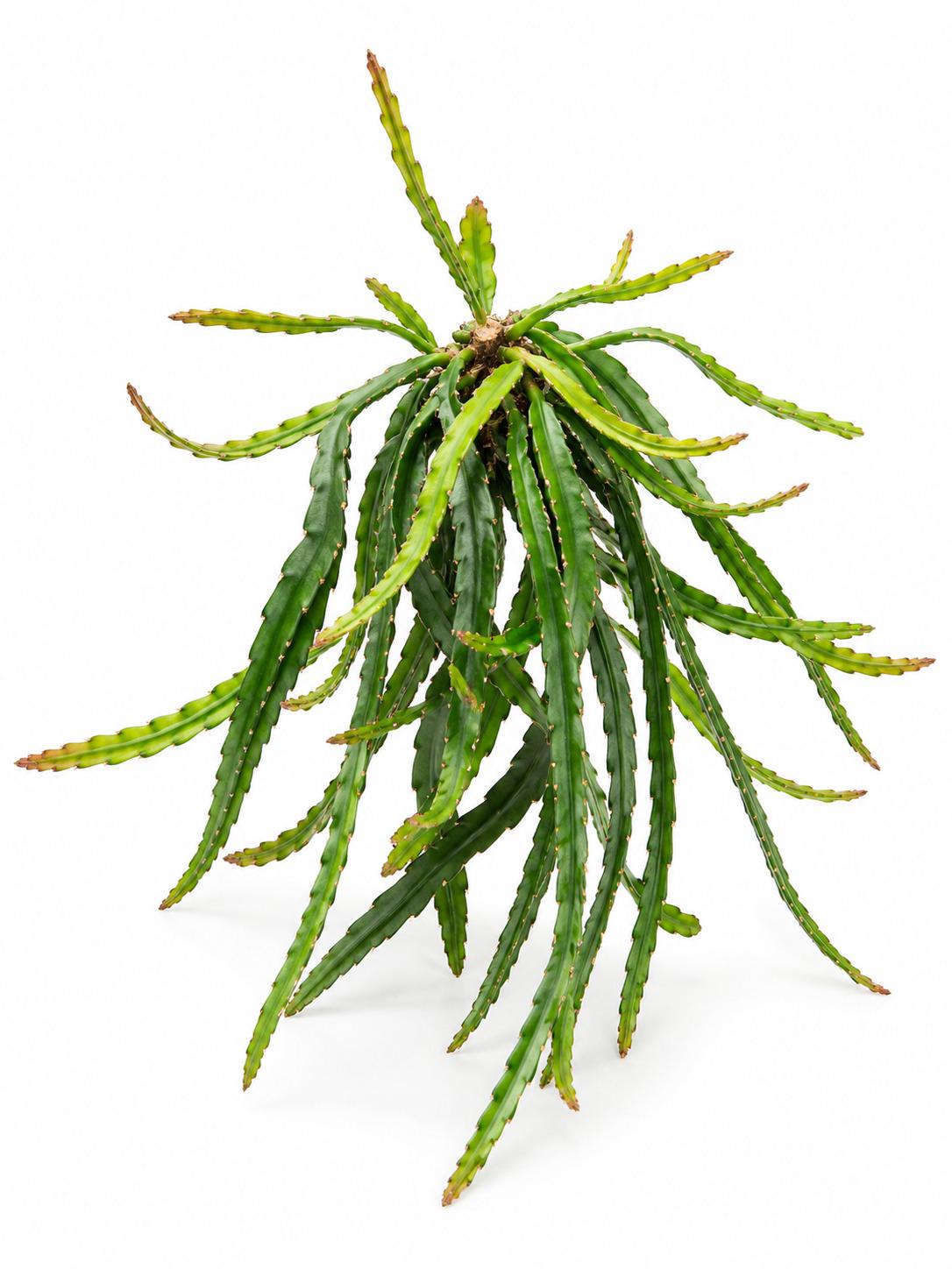 Rhipsalis Cruciformis cutting