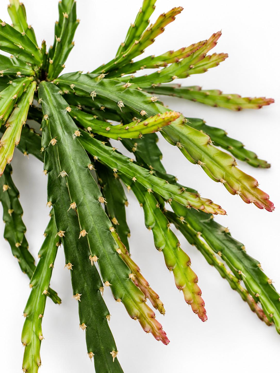 Rhipsalis Cruciformis cutting photo 2
