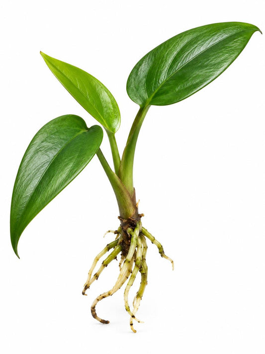 Anthurium Bakeri cutting