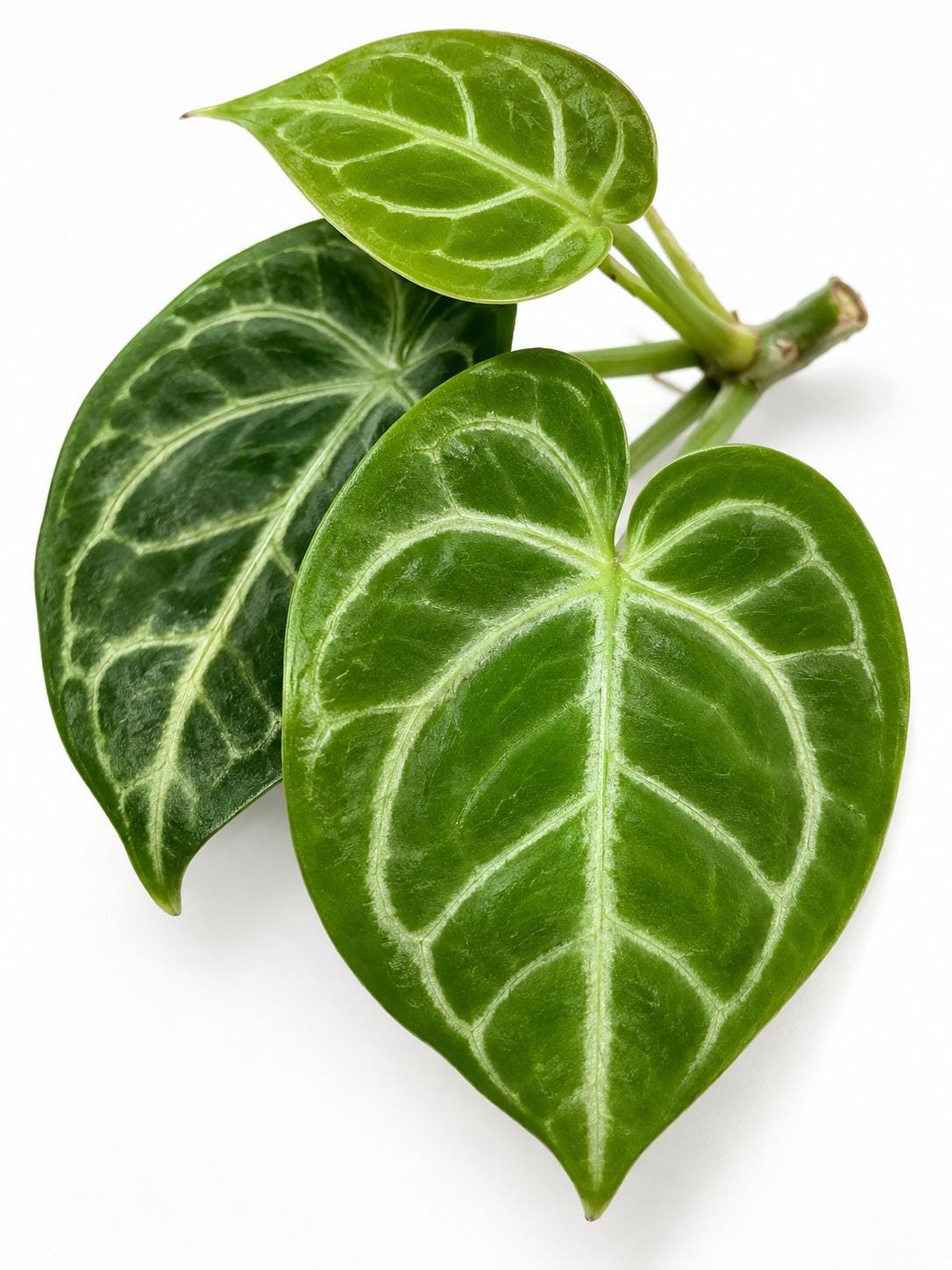 Anthurium Bakeri cutting photo 2