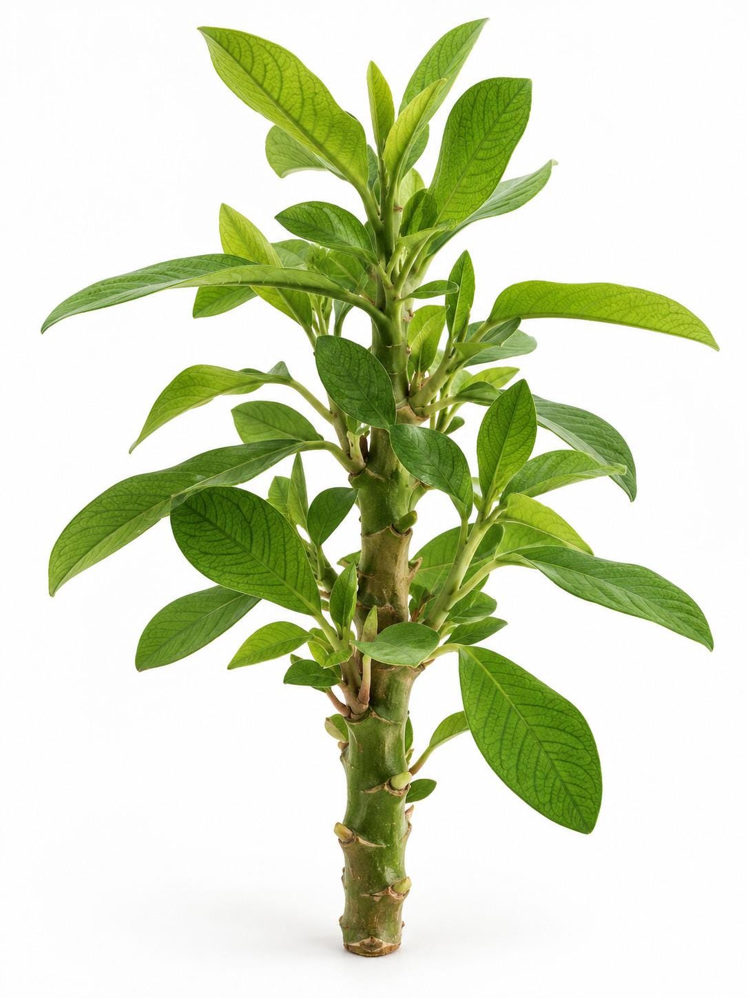 Euphorbia Grantii cutting