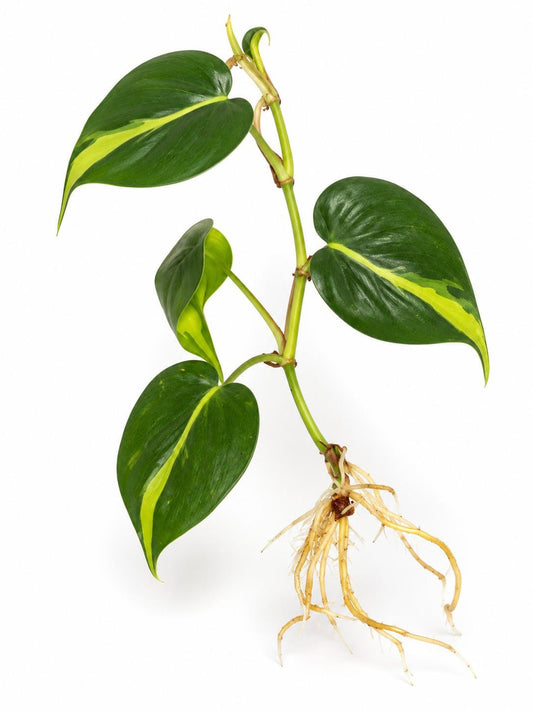 Scindapsus Brasil cutting
