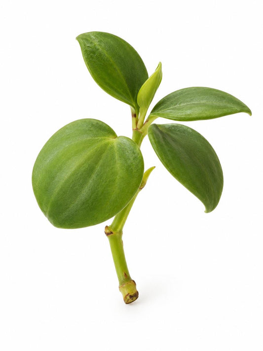 Peperomia Tetraphylla cutting