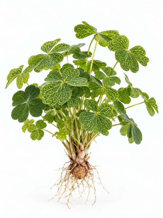 Oxalis Corymbosa Aureoreticulata cutting