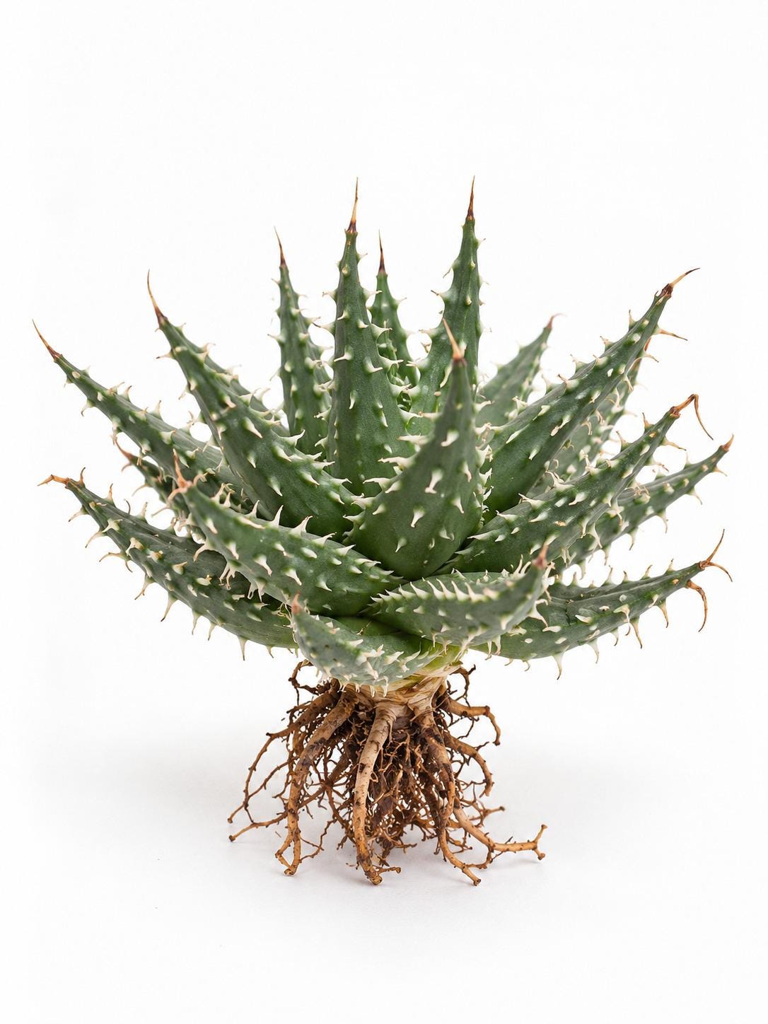 Aloe Erinacea cutting