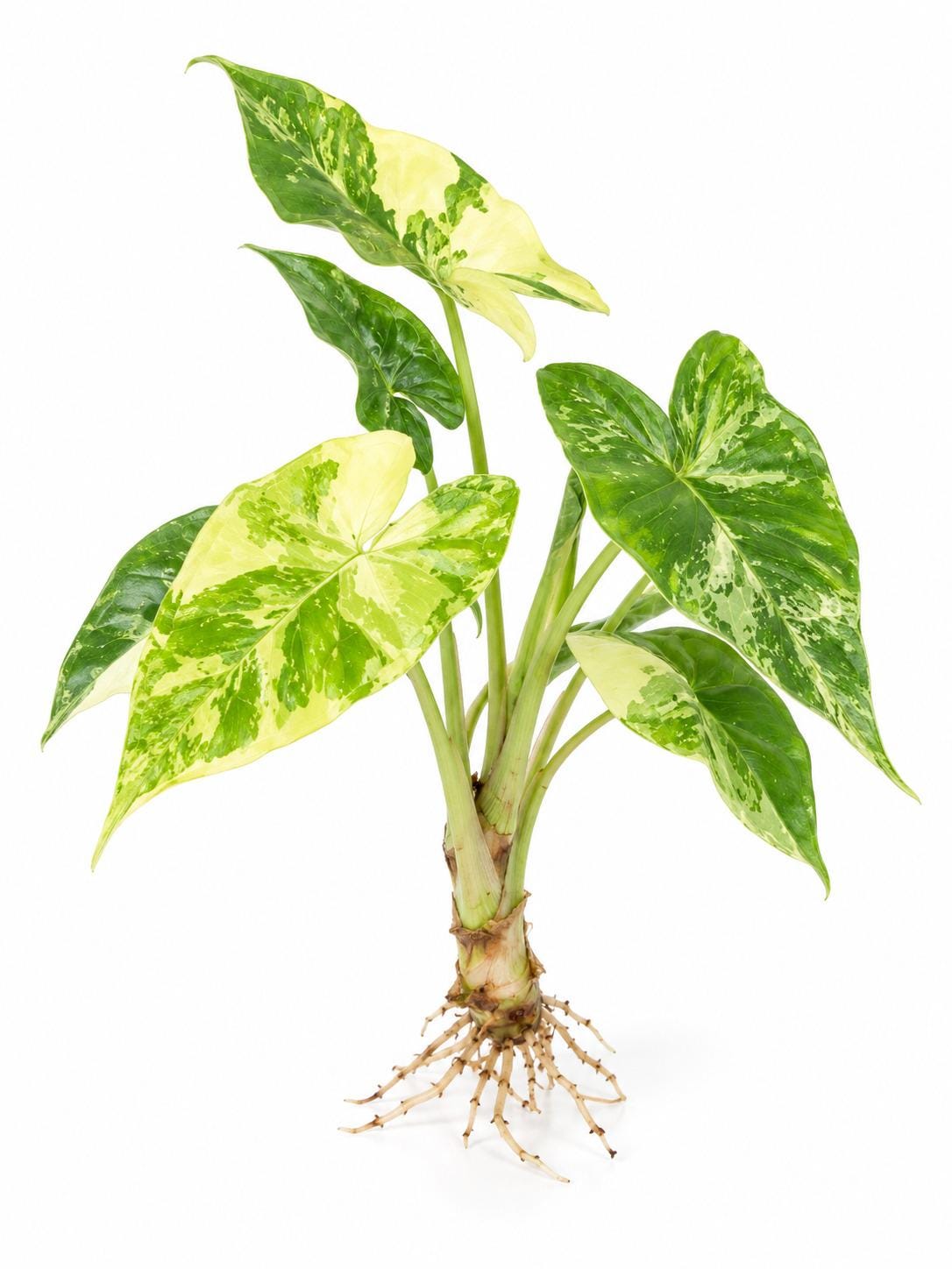 Alocasia Gaegana Aurea bulb