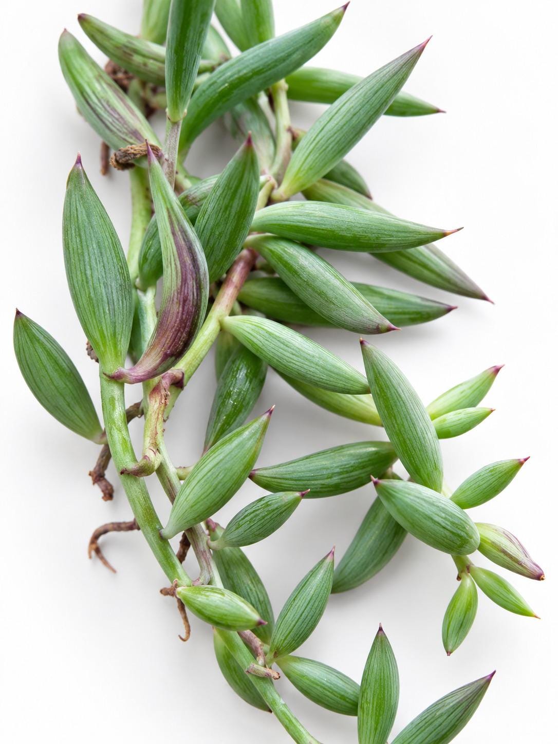 Senecio Radicans cutting photo 2