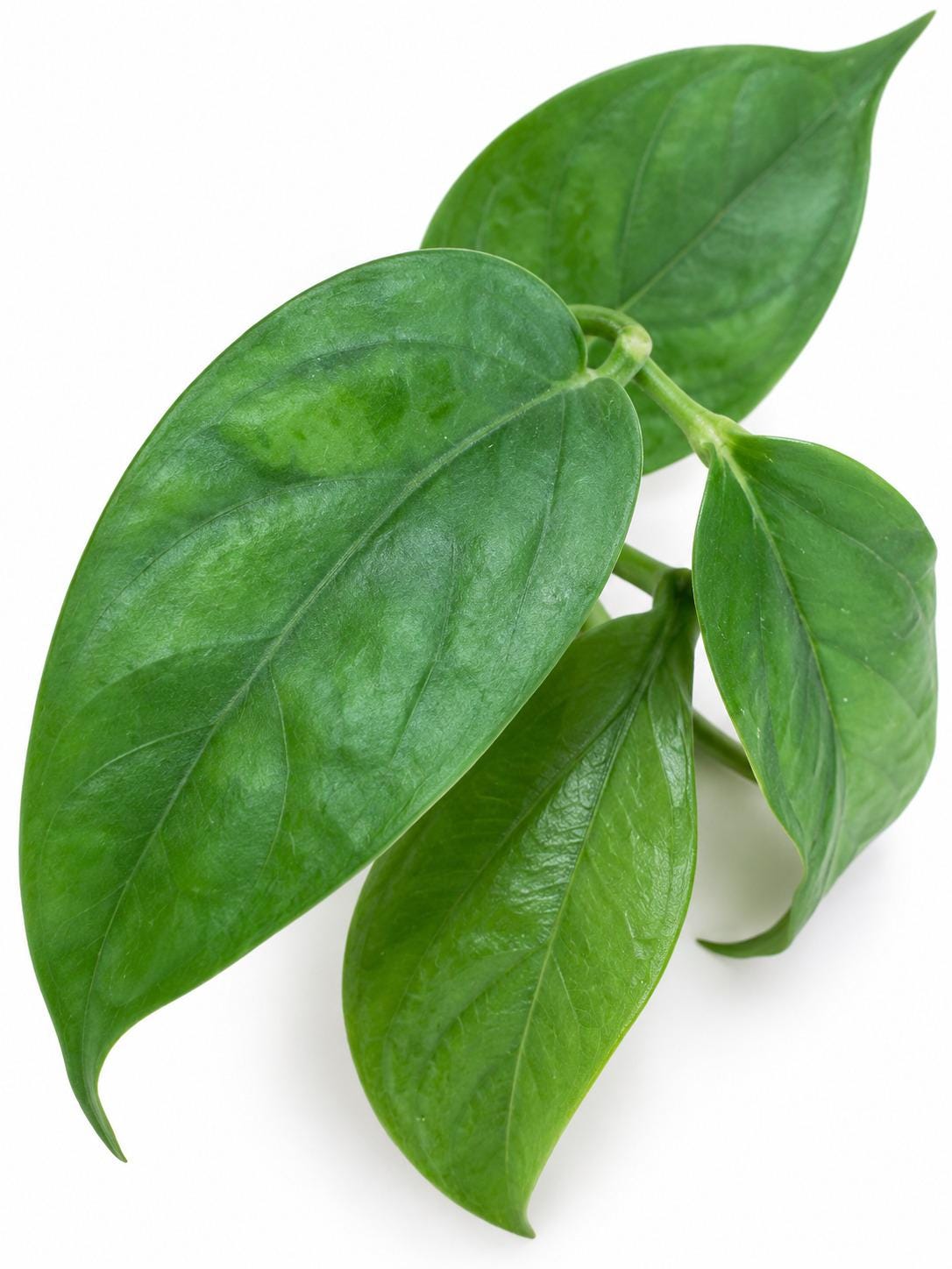 Hoya Phyllura Cutting – rare plant for sale
