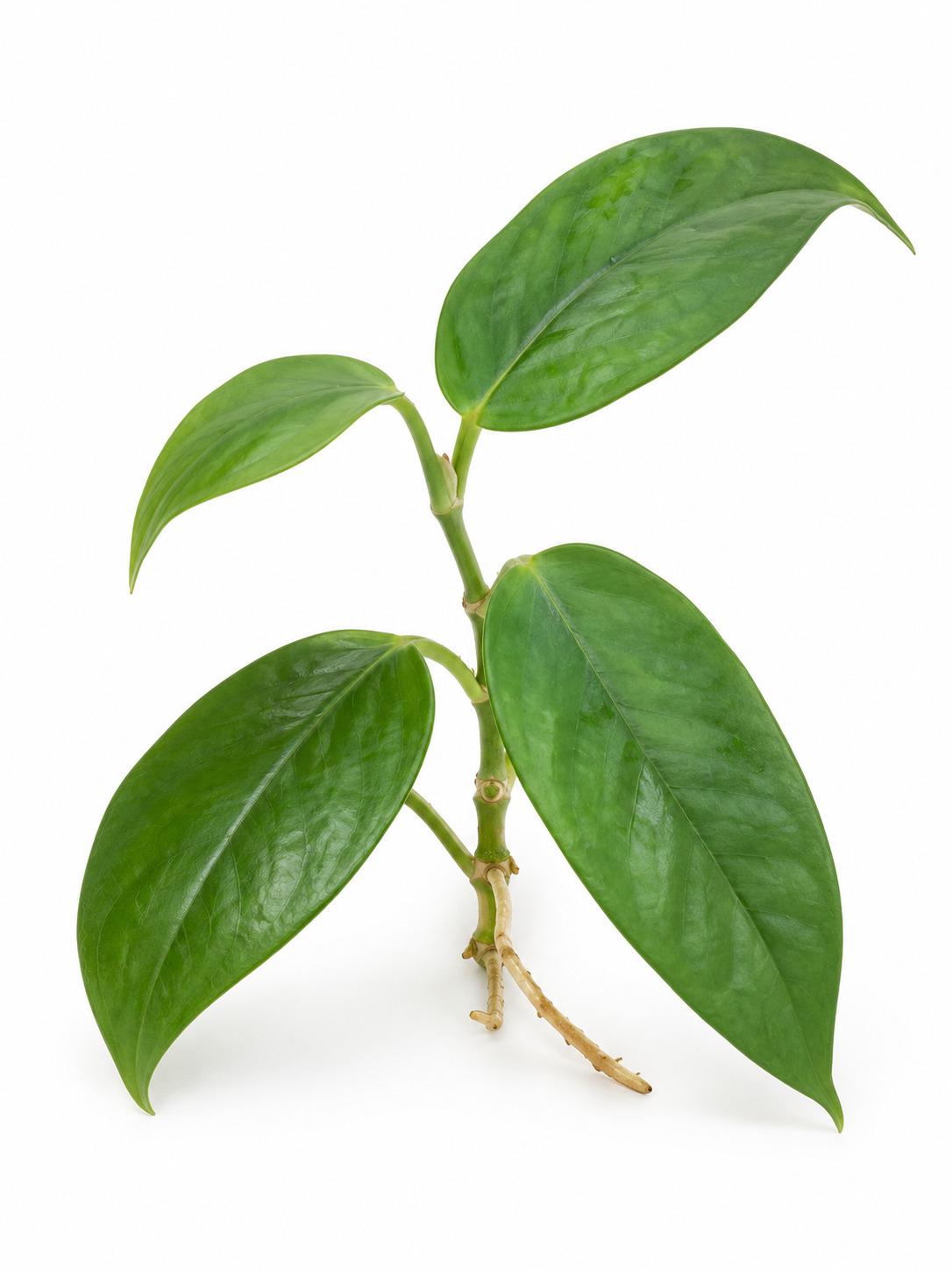 Hoya Phyllura Cutting – photo 2