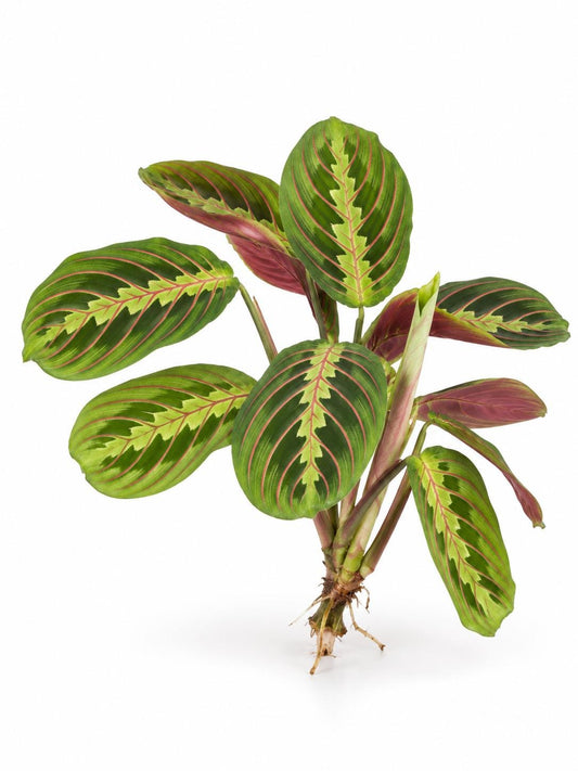 Maranta Red Vein cutting