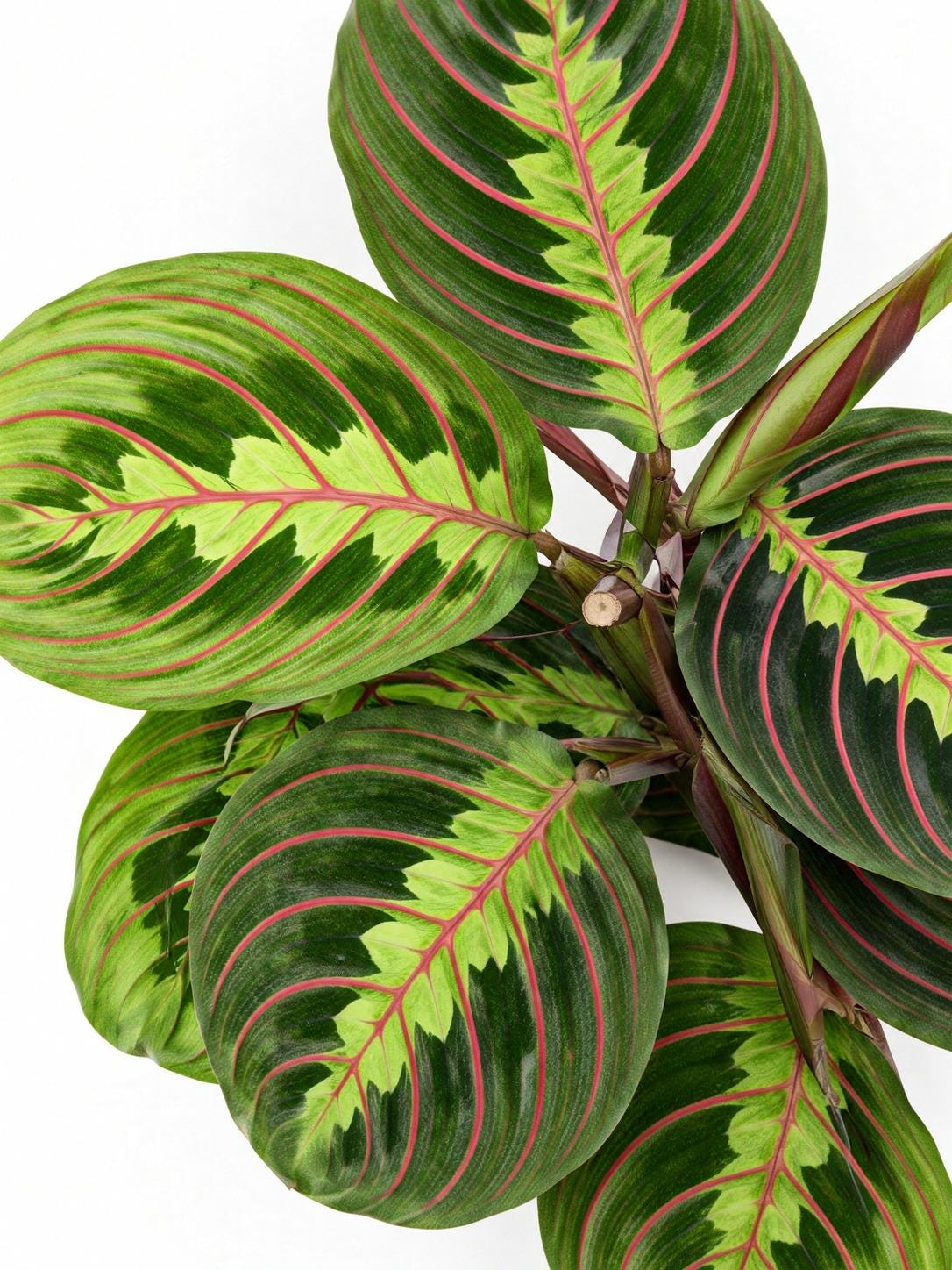 Maranta Red Vein cutting photo 2