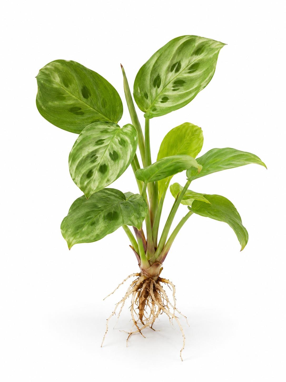 Maranta Repens Mini cutting