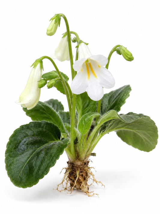 Streptocarpus White leaf cutting