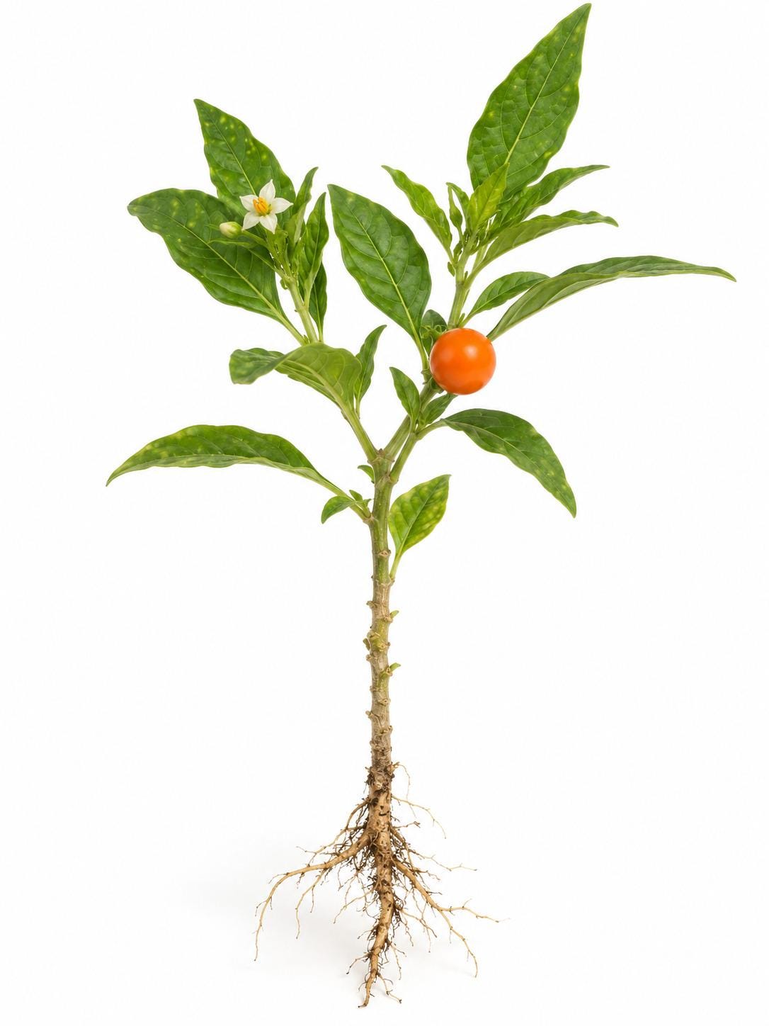 Solanum Pseudocapsicum Jerusalem Cherry cutting