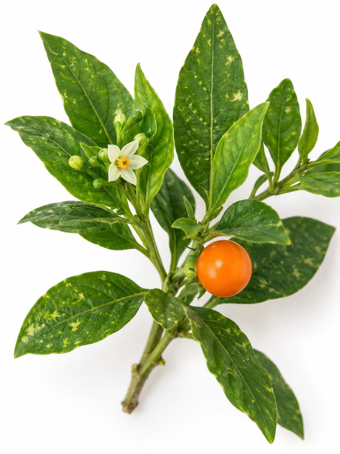 Solanum Pseudocapsicum Jerusalem Cherry cutting photo 2