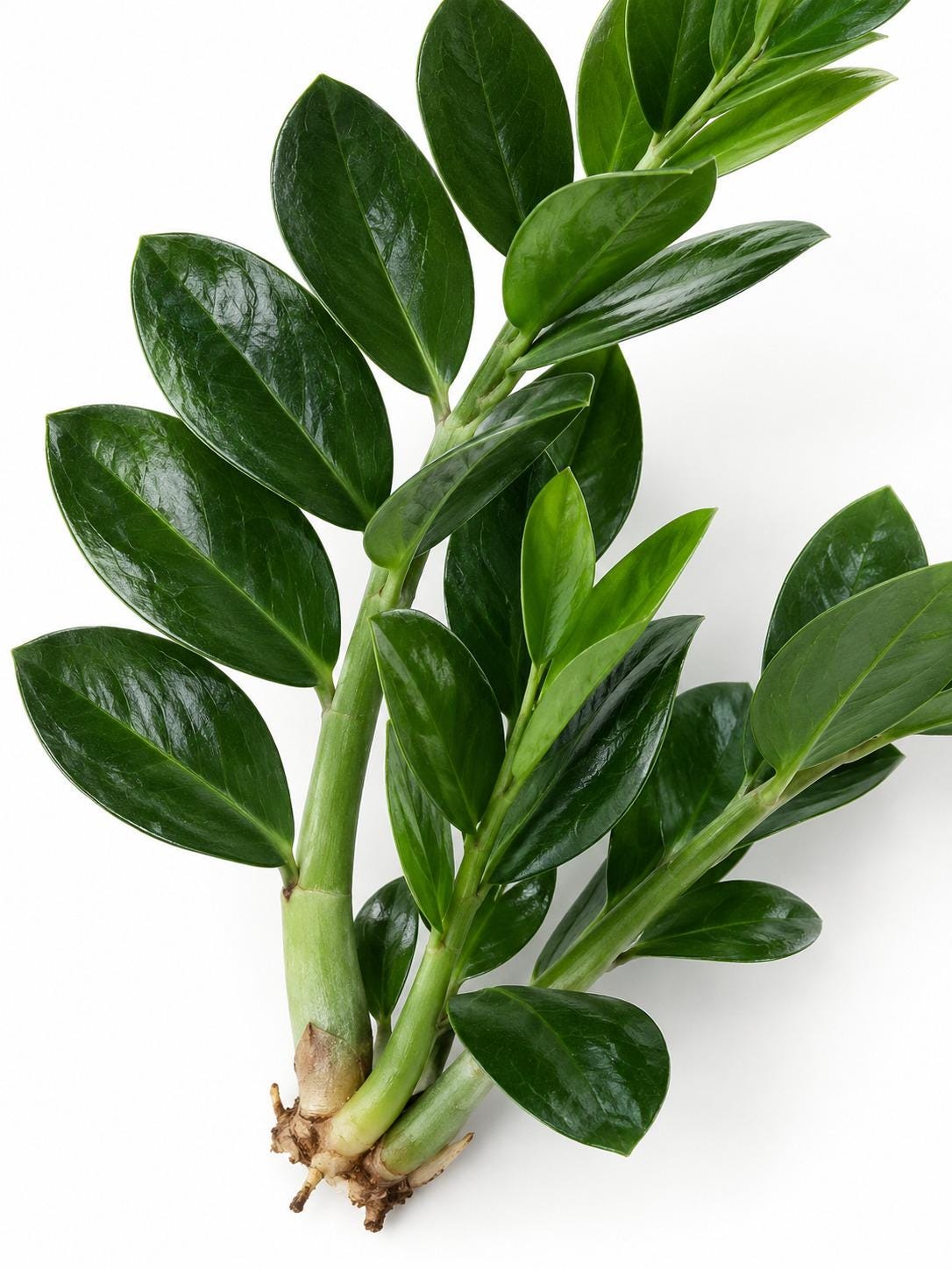 Zamioculcas Zamiifolia ZZ Plant plant photo 2