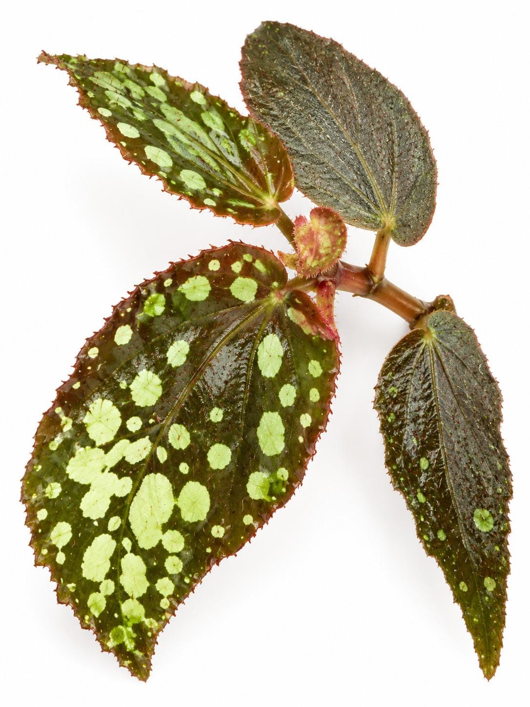 Begonia Umbrella Sp Borneo cutting photo 2