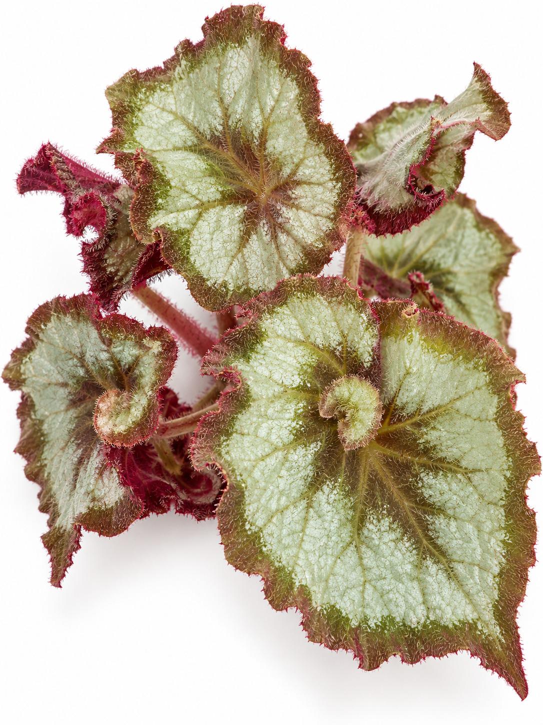 Begonia Escargot cutting photo 2